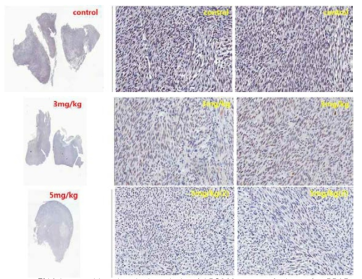 Immunohistochemical analysis of LPS863 xenograft tissue for PPARr