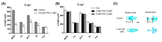 수정 후 1 또는 2, 3일에 100 µM 또는 2 mM VPA 처리되었던 수정 후 5일과 10일의 유어에서 두개안면 골격의 길이가 변하지 않는다