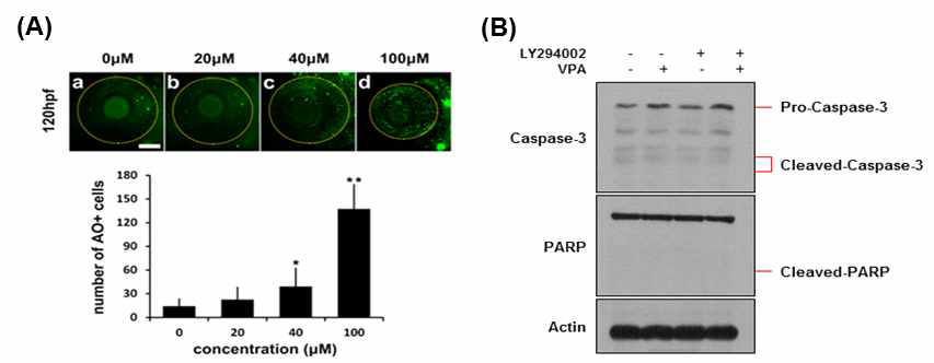 VPA 처리 후에 나타나는 세포 사멸을 유어와 성체에서 비교하였다. 유어의 망막에서 AO 표지 세포가 농도 의존적으로 증가하였다
