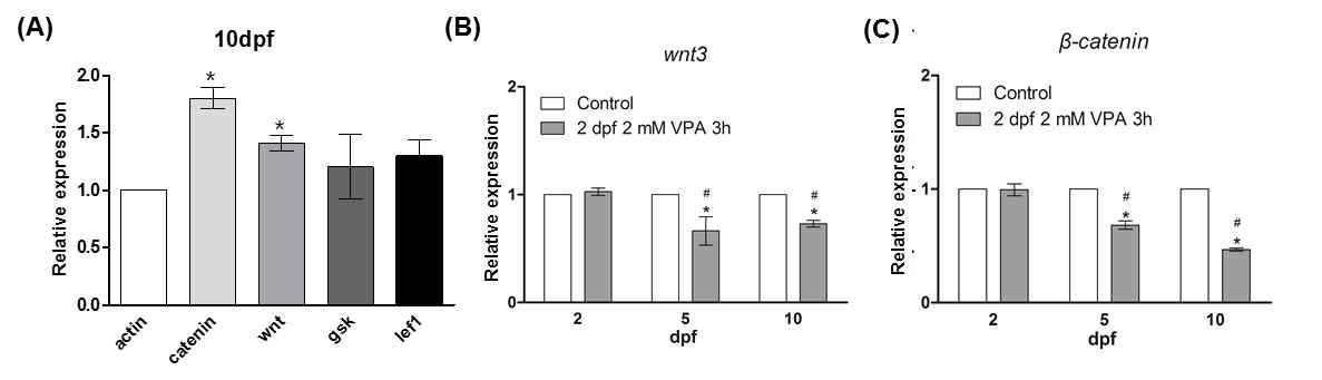 β-catenin, gsk3β, wnt3, lef1의 발현 양상 (A) 수정 후 1일에 100 μM VPA 처리에 의한 변화. (B, C) 수정 후 2일에 2 mM VPA처리에 의한 변화