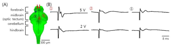 수정 후 10~15일 제브라피시 유어의 뇌에서 측정한 전기적 활성도 (A) 뇌의 각 영역과 전기 자극 위치(화살표), 반응 기록 위치(원문자)를 나타내는 모식도이다. 색에 따라 자극과 기록 위치가 다르다. (B) 두 개의 다른 자극에 대하여 세 개의 다른 위치에서 기록된 반응