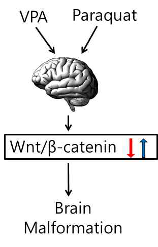 Wnt/β-catenin 발현 이상에 의한 뇌 기능 손상을 야기하는 물질