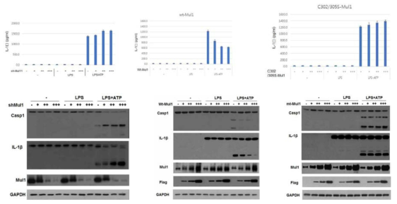 Mul1 발현억제 및 과발현에 의한 NLRP3 염증체 활성화 변화. Mul1-shRNA, wild-type Mul1, RING-finger mutant (C302/305S) Mul1 렌티바이러스를 J774A.1 세포에 감염시키고 NLRP3 염증체를 활성화 시킨 후, IL-1β 유리 및 세포내 pro-IL-1β, procaspase-1 의 분해를 관찰하였다