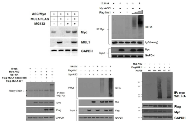 Mul1 에 의한 Asc 유비퀴틴화 I. HEK293T 세포에서 Mul1, ubiquitin, Asc 를 발현시키고 in vivo ubiquitination assay 를 시행하였다. 왼쪽 위부터: 1) Mul1 에 의한 Asc 감소가 MG132 에 의해 억제됨, 2) Mul1 의 발현양이 증가하면서 Asc 유비퀴틴화가 증가함, 3) RING-finger mutant Mul1 (C302/305S)에 의해서는 Asc 유비퀴틴화가 진행되지 않음, 4) Asc, Mul1, ubiquitin 이 모두 있어야 Asc 유비퀴틴화 반응이 일어남, 5) Asc 유비퀴틴화는 K48-linked mode 로 일어남