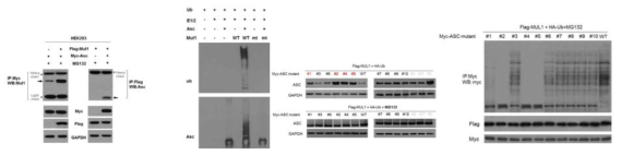 Mul1 에 의한 Asc 유비퀴틴화 II 좌측부터; 1) reciprocal co-IP 실험에서 Mul1 과 Asc의 결합, 2) in vitro ubiquitination assay, 3) & 4) mutant Asc 를 이용하여 Mul1 에 의한 ubiquitination site 결정