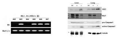 Mul1 (-/-) 생쥐에서 genotyping 결과 및 Asc 증가