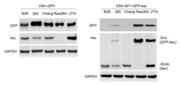 대식세포-선택적 유전자 발현 테스트. 왼쪽: 일반적인 CMV promoter 를 가진 Asc-GFP 를 발현. 오른쪽: 대식세포 선택적인 CMV-SP1 promoter 를 가진 Asc-GFP 를 발현. 대식세포주인 Raw264.7 과 J774A.1 에서 선택적으로 Asc-GFP 가 발현되는 것을 관찰하였음