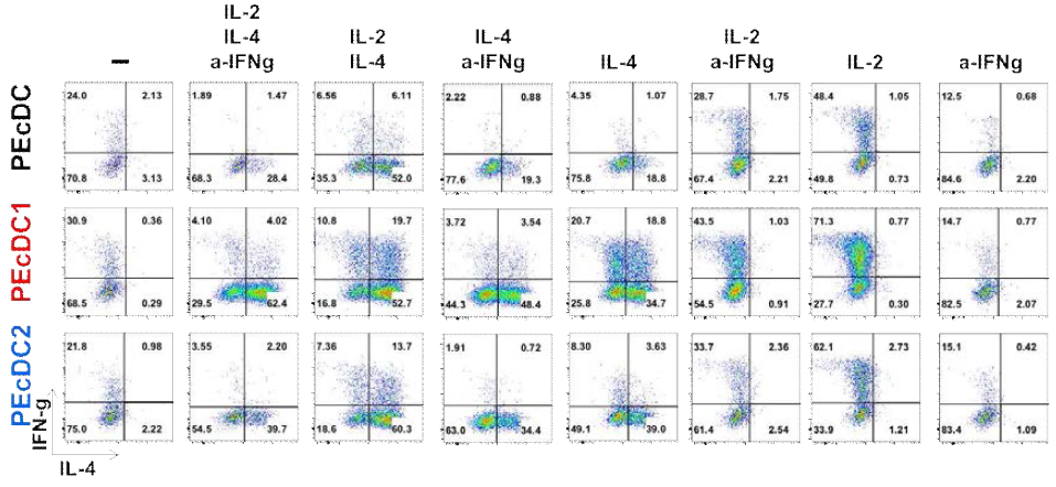 복강 DC subset 별 helper T세포 분화 유도 능력 확인. OT-II T 세포(CD4+)와 in vivo에서 OVA 단백질을 uptake한 2 종의 복강 유래 DC를 IL-2, IL-4 등의 사이토카인을 첨가하여 co-culture 했을 때 복강 DC에 의한 OT-II T 세포(CD4+)의 helper T세포로의 분화 유도를 T 세포에 의해 분비되는 IL-4, INF-γ의 발현 패턴으로 확인하였음