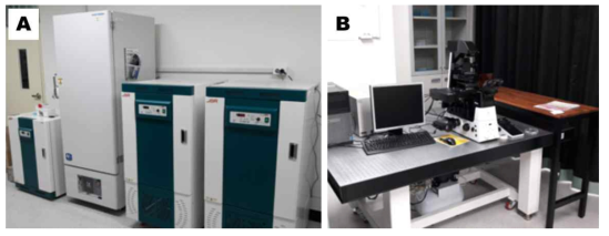 예쁜꼬마선충 실험실 구축 (A) 예쁜꼬마선충 배양시설 (B) 연구용 역상현미경 설치