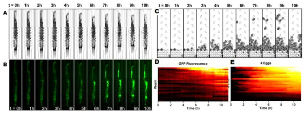 감염 후 경과시간에 따른 (A) 미세유체장치 속 선충의 명시야 이미지 (B) 면역 유전자의 발현 및 (C) 산란량. 각기 다른 개체들에서의 (D) 면역유전자의 발현 동역학과 (E) 산란량 감소의 동역학. X축: 감염 후 경과 시간 Y축: 1줄 마다 각기 다른 개체를 나타낸다