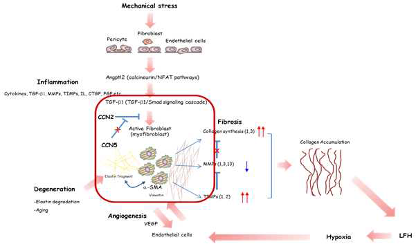 황색인대 비후 메커니즘 모식도. TGFb signaling pathway를 보여주는 것으로 CCN5 단백질이 섬유모세포의 근섬유모세포로의 trans-differentiation을 저해하여 심장 세포의 섬유화를 막고, 더 나아가 이미 섬유화된 조직을 일부 정상화시킬 수 있을 가능성을 보여준다