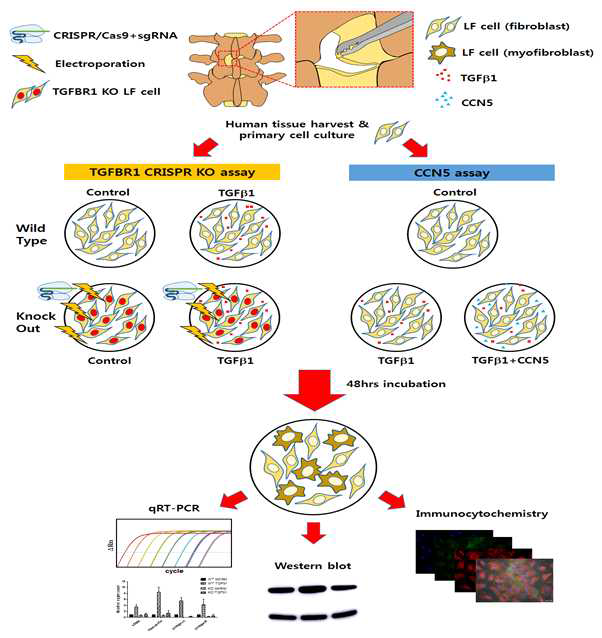 연구추진 모식도. 인간 황색인대 조직과 세포를 배양하여 유전자 편집기술인 CRISPR를 통해 TGFBR1을 KO시켜 cell을 확보하였다. 또한 TGF-β1와 CCN5 stimulation assay를 활용하여 황색인대에서의 CCN5의 효율을 qRT-PCR, western blottin등의 기법을 이용하여 검증하였다