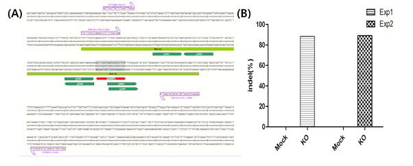 TGFBR1 KO target sites and PCR primers를 나타내고 (A), optimization과정을 통해 나타나는 indel patterns이 88.2% and 89%로 매우 높게 나타났다. 주요 indel patterns은 1 or 2 base pair deletions으로 이는 frameshift mutations으로 인한 결과이다(B)