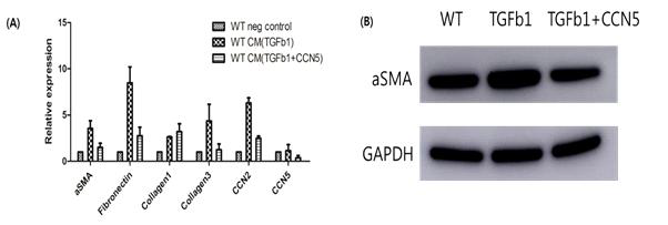 RT-qPCR 로 확인하였을 때, exogenous TGFb1 CM assay 에서 TGFb1 만 넣은 CM 와 비교 하였을 때 CCN5 를 같이 넣어준 CM 에서 자란 황색인대 세포가 확연히 적은 양의 target mRNA 를 보였다(A). 또한, western blot결과, CCN5 를 같이 넣어준 CM 에서 자란 세포가 단백질 수준에서도 적은 α-SMA 발현양을 보였다. 이는 CCN5가 섬유화를 감소시키는데 역할을 함을 알 수 있고, 이를 통해 LHF과 연관된 메커니즘을 밝히는데 기여할것으로 생각되었다