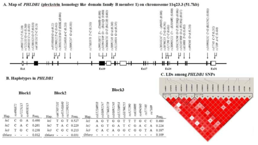 Physical map, LD, and haplotypes of PHLDB1