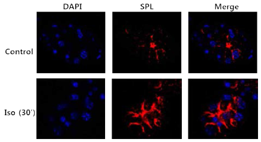 면역 형광염색을 통한 이소프로테레놀 (Iso)의 SPL 스캐폴드 단백 발현 영향성 검색