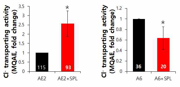 AE2와 SLC26A6의 활성조절을 MQAE quenching 기법으로 활성조절을 확인함