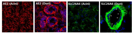 타액선조직의 AE2 및 SLC26A6 발현(타액선 및 도관세포발현이 상이함)