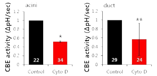 사이토칼라신-D (Cyto D)를 통한 타액선 세포의 수송체 활성 검색