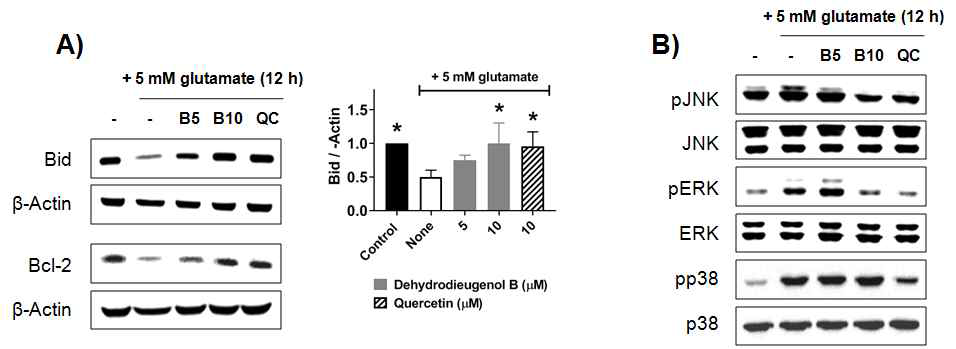 Glutamate 유도 Bid 및 Bcl-2 발현 감소 (A)와 MAPKs 인산화 증가 (B)에 대한 dehydrodieugenol B 효능