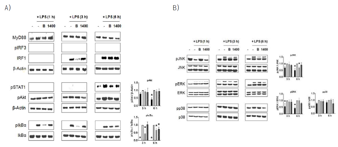 LPS 유도 신경염증 메커니즘에 대한 dehydrodieugenol B (20 μM)의 영향 1. (A) MyD88 발현 및 IRF3, IRF1, STAT1, Akt, IkBα 인산화. (B) MAPKs인 JNK, ERK 및 p38의 인산화