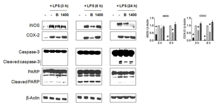 LPS 유도 신경염증 메커니즘에 대한 dehydrodieugenol B (20 μM)의 영향 2. iNOS와 COX-2 발현, Caspase-3 활성화, PARP 절단 변화 양상