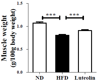 Luteolin이 근육량에 미치는 영향