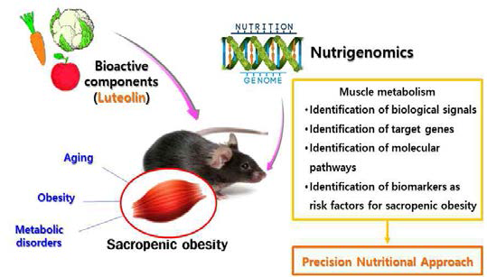 영양유전체학을 이용한 luteolin의 근감소증 비만 제어연구 방향