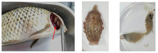 상주보에서 채집된 잉어의 아가미에 거머리가 기생하는 모습(왼쪽)과 아가미에서 제거된 거머리(중앙과 오른쪽)