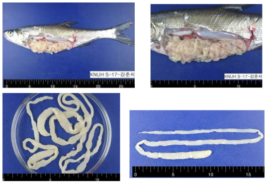 낙동강 중류에서 채집된 강준치에 tapeworm이 기생하고 있는 모습(위)과 강준치에서 분리된 tapeworm (Digramma interrupta)(아래)