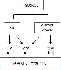 연골세포분화유도에 대한 Src와 Aurora kinase 역할