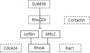 SU6656의 영향을 받는 세포골격 조절 인자