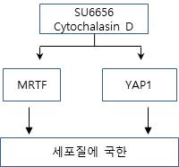 SU6656이나 스트레스 섬유 제거에 의한 MRTF와 YAP1의 분포변화