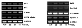 taxol-resistant A549 세포주에서 유전자 발현 변화