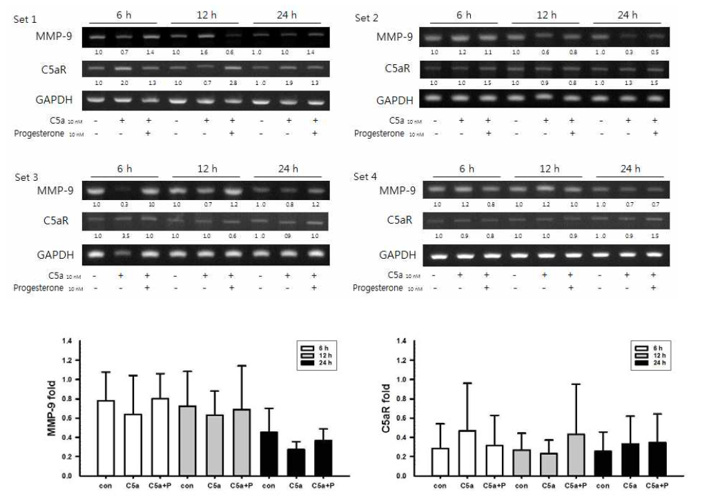 C5a와 progesterone을 시간의존적으로 처리하여 MMP-9(윗 밴드)과 C5aR(가운데 밴드)의 RT-PCR을 수행하였지만 통계적 유의성은 보이지 않음. * control vs. C5a, C5a vs. C5a+progesterone의 t-test 결과 모든 비교군의 p.value값은 P>0.1 이상