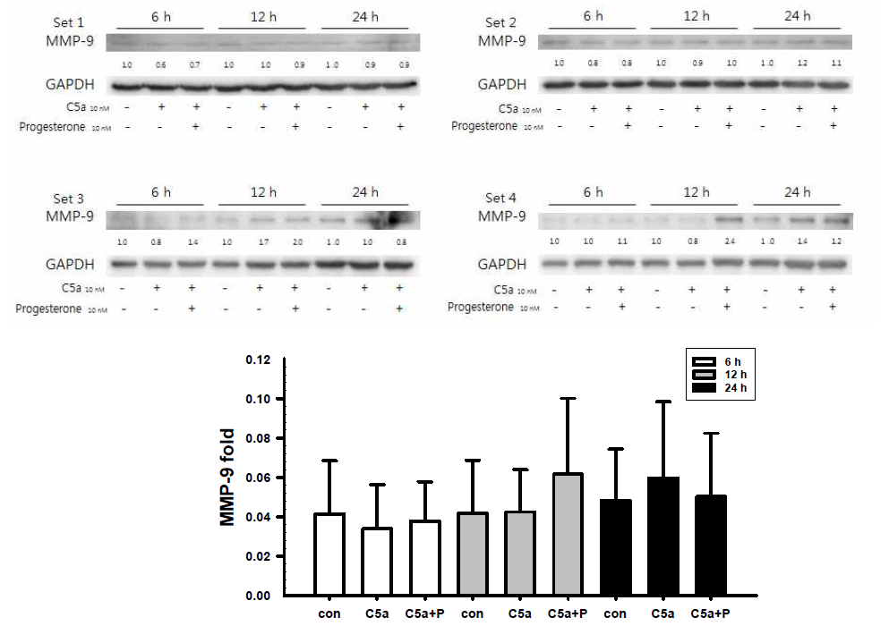 C5a와 progesterone을 시간의존적으로 처리하여 4개의 세트를 종합한 결과, Western blot 상에서 통계적 유의성은 보이지 않음. * control vs. C5a, C5a vs. C5a+progesterone의 t-test 결과 모든 비교군의 p.value값은 P>0.4 이상