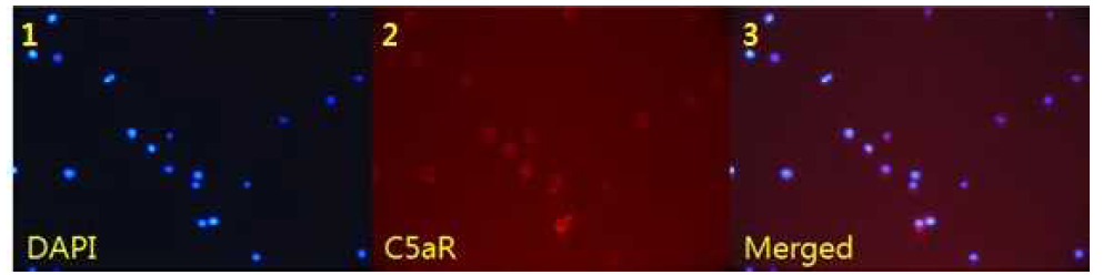 MV4-11 세포에서 immunocytochemistry를 통해 red color로 염색된 C5aR 확인