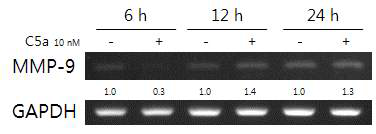 MV-4-11 세포에 C5a를 6, 12, 24시간 처리 한 결과 12 시간에서 증가를 보임