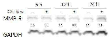 MV-4-11 세포에 C5a를 6, 12, 24시간 처리 한 결과 24 시간에서 증가를 보임