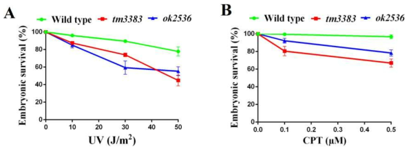 vig-1 mutants are sensitive to DNA-damaging agents. (A) The vig-1 mutants are sensitive to UV. L4 hermaphrodites at F3 were irradiated with various doses of UV, and the embryonic survival (%) was determined. More than 100 embryos were used for each data point. Error bars indicate SEM. (B) The vig-1 mutants are sensitive to CPT. Young adults at F3 were treated with 0.1 or 0.5 μM CPT for 19 h, and the embryonic survival (%) was determined. More than 100 embryos were used for each data point. Error bars indicate SEM