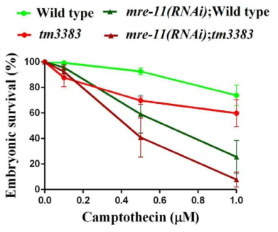 vig-1(tm3383) mutant and wild-type worms appear to be equally sensitive to CPT upon depletion of MRE-11 by RNAi. F3 generation young adults that were fed with bacteria expressing dsRNA for mre-11 or empty vector control (L4440) were treated with various concentrations of CPT for 19 h, and the embryonic survival (%) was determined. More than 100 embryos were used for each data point. Similar results were obtained from three separate experiments, and error bars indicate SEM