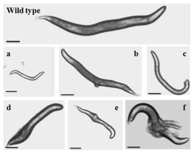 vig-1 mutants display diverse types of abnormalities during development. Morphologically abnormal worms were collected and captured using a microscope (Leica DMi 8). Representative images show morphologically abnormal phenotypes of vig-1 mutants. (a) growth arrest, (b) protruding vulva, (c) abnormal male tail, (d) bulged tail region (e) extruding bumps (f) ruptured body. Scale bar, 100 μm