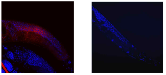 VIG-1 is expressed abundantly in the gonad. Wild-type worm (left panel) and vig-1 mutant (right panel) were treated with a VIG-1 antibody (red) and a DNA-staining Hoechst dye (blue). VIG-1 seems to be present in the cytoplasm of the gonad cells