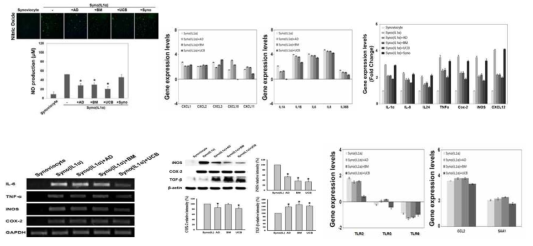 염증 유도 세포의 염증성 유전자 및 단백질 발현