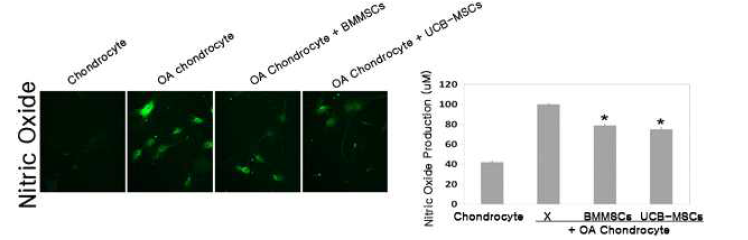 Nitric Oxide Production 평가