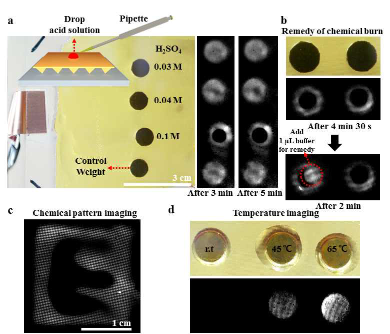 화학물질과 온도변화에 대한 Ru(bpy)3 2+/co-reactant 시스템을 도입한 하이드로젤 플랫폼의 반응. a) 다양한 농도의 황산이 떨어진 TPrA 시스템에서 케미컬 이미징. b) 버퍼를 이용한 국소적인 pH 손상 치료. c) 0.1 M 황산을 바른 붓으로 젤 위를 패터닝한 2D 이미지. d) C204 2- 시스템에서 다양한 온도를 가진 추에 대한 2D 이미징