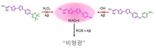 활성산소종 / 베타 아밀로이드 검출을 위한 NIAD-4 기반의 형광 센서. 활성산소종의 첨가에 따른 비형광