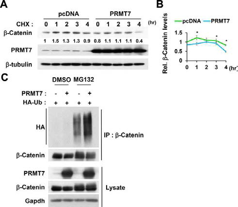 PRMT7이 b-catenin의 ubiquitination을 증가 시킴. (A-B) HEK293T 세포주를 사용하여 PRMT7을 과 발현 시킨 경우 b-catenin의 분해가 contol cell에 비교하여 빨라지는 것을 확인함. (C) 또한 유비퀴틴-프로테아좀 기전 억제제인 MG132를 처리하여 확인한 결과 PRMT7이 과발현된 세포에서 b-catenin의 유비퀴틴화가 증가됨을 확인함