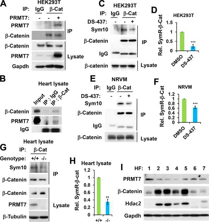 b-catenin의 활성이 대칭적 아르기닌 메틸화 (symmetric arginine di-methylation)에 의해 조절됨을 확인함. (A-B) PRMT7과 b-catenin이 complex를 형성함을 IP를 통해 HEK293T 세포와 mouse 심장 조직에서 확인함. (C-F) b-catenin에서 대칭적 아르기닌 메틸화가 일어나며 이것이 PRMT7 특이적 활성 억제제인 DS-437에 의해 감소되는 것을 HEK293T 세포와 NRVM 세포에서 확인함. (G-H) PRMT7이 결손된 심장에서 b-catenin의 대칭적 아르기닌 메틸화가 감소되어 있으며 b-catenin의 발현이 증가되어 있는 것을 확인함. (I) 심부전 환자의 샘플에서 PRMT7이 감소되어 있는 경우 (2,3,4,5번) b-catenin의 발현이 증가되어 있으며 이때 심근비대증의 마커로 사용되는 Hdac2의 발현도 증가되어 있음을 확인함