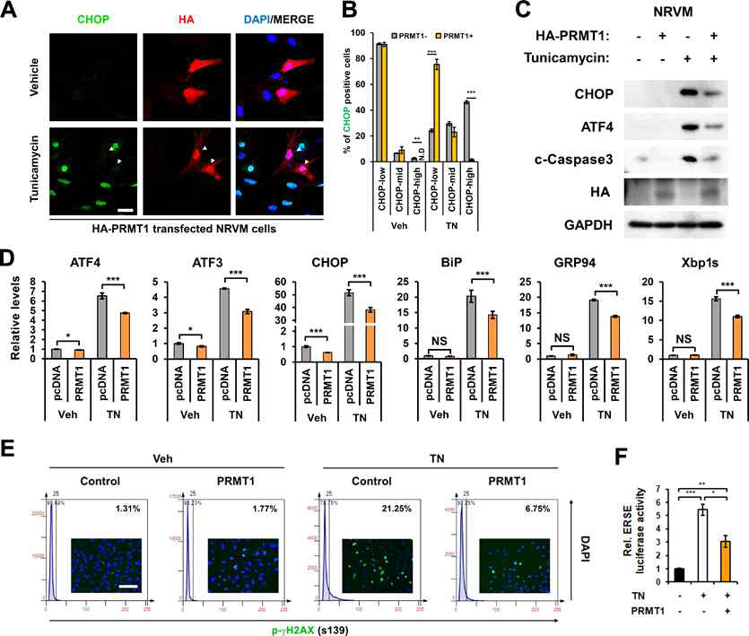 PRMT1의 과발현이 TN이 처리된 심근세포의 ER stress를 감소시킴. (A-B) NRVM cell에 TN을 처리하여 CHOP의 발현을 확인함. PRMT1이 과발현 된 세포의 경우 TN 이 처리되었을 때 CHOP의 발현이 유의성있게 감소된 것을 확인함. (C) PRMT1이 과발현된 NRVM cell의 TN 처리 후 ER stress response를 확인함. ATF4와 CHOP의 발현이 감소하고 cell death marker인 c-Caspase3의 발현이 감소된 것을 확인함. (D) ER stress marker의 발현을 qRT-PCR을 통해 확인함. ATF4, ATF3, CHOP, BiP, GRP94, Xbp1s의 발현이 PRMT1이 과발현 되었을 때 TN 처리 시 감소되는 것을 확인함. (E) 마찬가지로 위 조건에서 cell death marker인 p-γH2AX의 발현을 확인함. (F) TN이 처리된 H9C2의 ERSE luciferase 활성이 PRMT1이 과발현 되었을 때 감소되는 것을 확인함